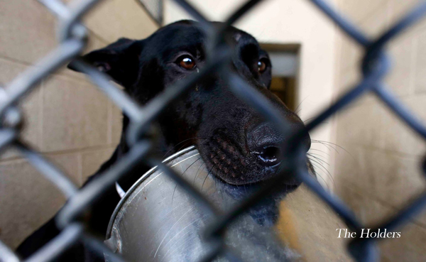 The Holders - Documental - Carla Forte