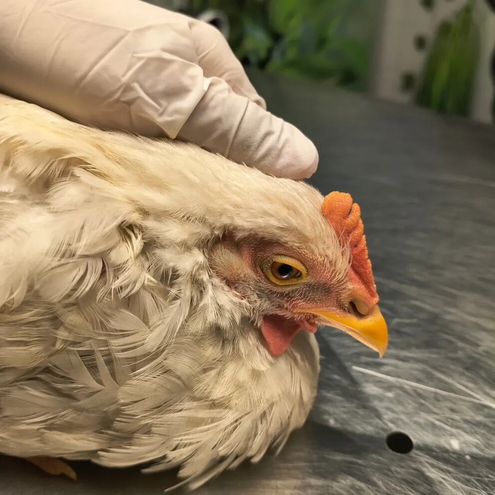 Registro fotográfico 1 de la gallina "Elvira" tras su rescate por la organización Huellitas de Córdoba.