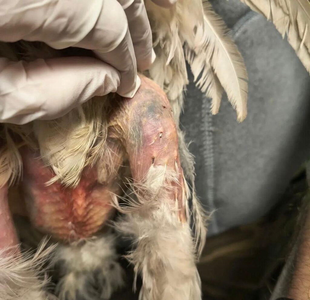 Registro fotográfico 3 de la gallina "Elvira" tras su rescate por la organización Huellitas de Córdoba.